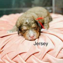 Jersey - Sable female Bernedoodle puppy in Pasco, Washington from Camp Doodle Woods