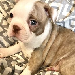 Boy 3 - Boston Terrier puppy in George West, Texas from Duke of Earl’s Boston Terriers