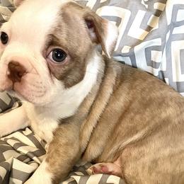 Boy 3 - Boston Terrier puppy in George West, Texas from Duke of Earl’s Boston Terriers