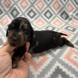 GIRL 2 - Dapple female Dachshund puppy in Hoover, Alabama from Tide Town Doxies