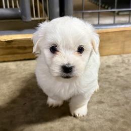 Finn - White male Coton de Tulear puppy in Mead, Oklahoma from Bar W Cotons