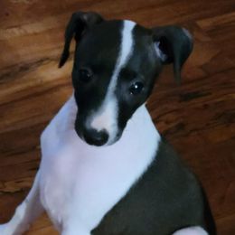 Italian Greyhound puppies from Crosswinds Farm Italian Greyhounds