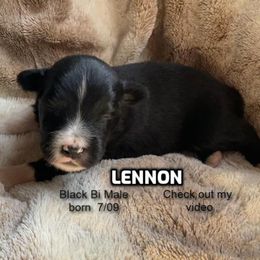Lennon - Black & white male Australian Shepherd puppy in Bethany, Connecticut from Wynter Thyme Manor Australian shepherds