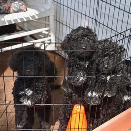 "Waiting for dinner" Portuguese Water Dog All Grown Up from Southern Splash