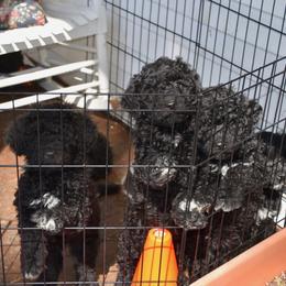 "Waiting for dinner" Portuguese Water Dog All Grown Up from Southern Splash