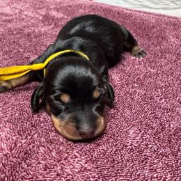 Chocolate chip (Yellow collar) - Black and tan female Dachshund puppy in Turlock, California from Dandelion Dachshund