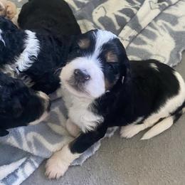 Bernedoodle and Goldendoodle Puppies from Saratoga Goldendoodles