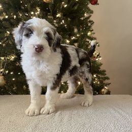 Bernedoodle, Cavapoo, and Goldendoodle Puppies from Royal doodles of Florida