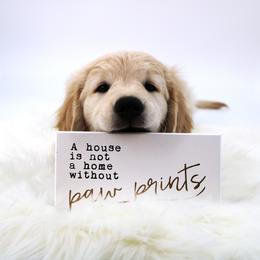 Golden Retriever Puppies from Golden Meadows of Utah