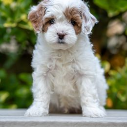 Cavapoo Puppies from Franklin Ranch Pups