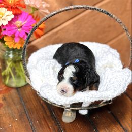 Blue boy - Tri-color male Bernedoodle puppy in Waukesha, Wisconsin from Bernedoodle Boutique (and Cavapoos)
