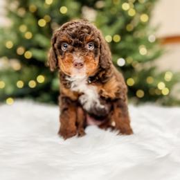 Aussiedoodle and Bernedoodle Puppies from Steindoodles