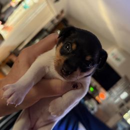 Pup B - White black and tan female Toy Fox Terrier puppy in Clermont, Florida from Debbie Hiles's Toy Fox Terriers