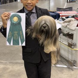 Lhasa Apso, Maltese, and Poodle All Grown Up from Toy Poodle and Maltese Perfection