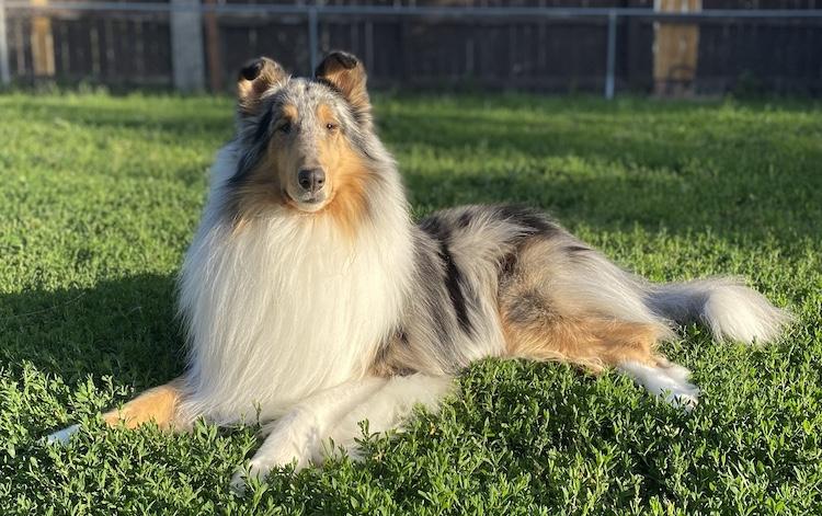 Wayward Collie Wild Wind B in Colorado | Collie puppies | Good Dog