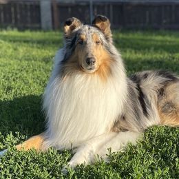 Collies from Wild Wind B