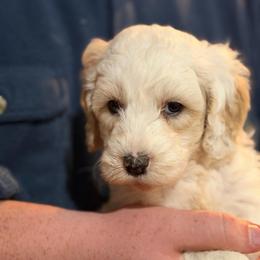 White collar - Cream male Goldendoodle puppy in Mc Cook, Nebraska from Powers Doodles