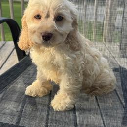 Biggest boy no collar - Cream male Cockapoo puppy in Berea, Kentucky from Blair’s Furry Friends