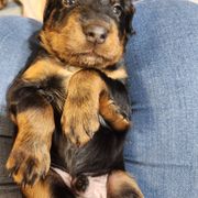 Gordon Setter Puppies from Tom McCleary