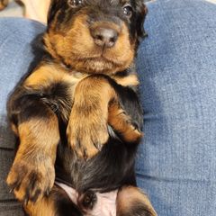 Gordon Setter Puppies from Tom McCleary