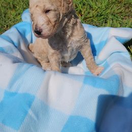 Poodle Puppies from C&K's Poodle Patch