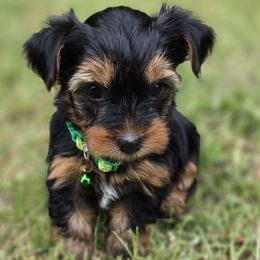 Ashton - Black and tan male Yorkshire Terrier puppy in Aiken, South Carolina from Yorkshires Yorkies