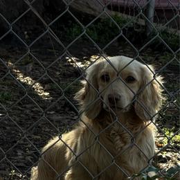 Trip - Cream male Dachshund puppy in Coulterville, California from Critter Ridge mini long hair Dachshunds