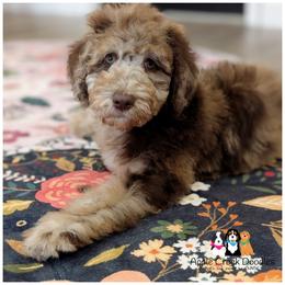 POPPY-F1b-Chocolate Merle-Hazel Eyes-OFA-Genetics-2 year warranty-Microchip. - Merle female Goldendoodle puppy in Jeddo, Michigan from Apple Creek Doodles