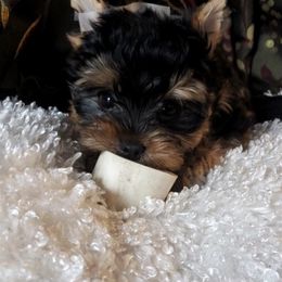 Yorkshire Terrier Puppies from Wendy's Yorkies