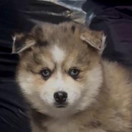 Dazzle - Tri-color female Pomsky puppy in Spring Hill, Florida from PDQ Pomskies