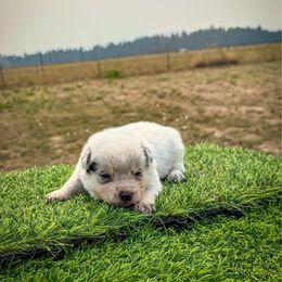 O1 - Blue speckled male Australian Cattle Dog puppy in Spokane, Washington from 4D Cattle Dogs