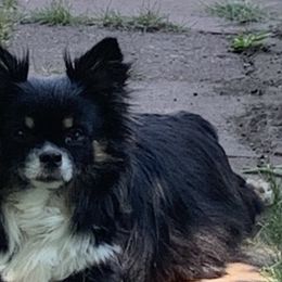 Marsha - Chihuahua