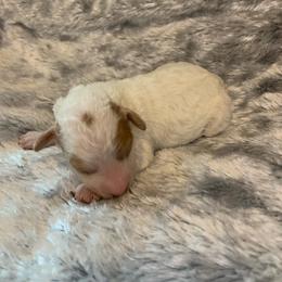 Koda - Parti male Poodle puppy in Haddam, Kansas from Golden B Acres