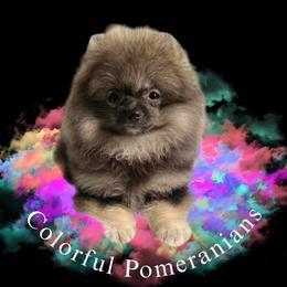 Pomeranians from Colorful Pomeranians