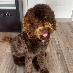 Bubbles - Assorted Doodle Crosses