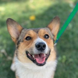 Shelby - Pembroke Welsh Corgi