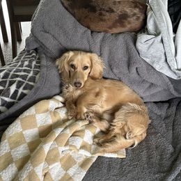 Winston - Dachshund