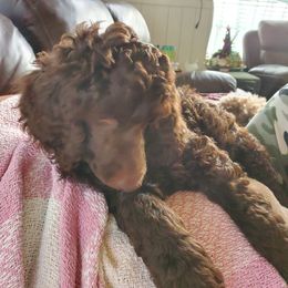 Poodle Puppies from Edith and Company Fantastic Standard Poodle Life