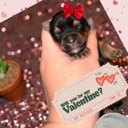 Tulip 3000 - Black and gold female Yorkshire Terrier puppy in Midland, Texas from Southern Yorkie Pies