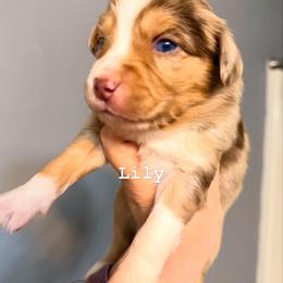Lily - Red merle female Miniature Australian Shepherd puppy in Buchanan, Georgia from Stanleyville Farm Mini Aussies