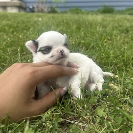 Girl (tiny) - Chocolate and white Chihuahua puppy in Millville, New Jersey from M’s Chihuahuas