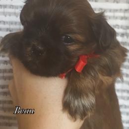 Beau - Chocolate male Shih Tzu puppy in Jasper, Georgia from Tiny Bubbles Shih Tzus