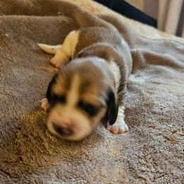 Coming soon - Piebald male Dachshund puppy in Lebanon, Oregon from Willow Moons Dachshunds