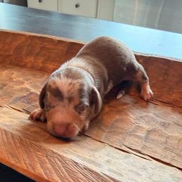 Boy 2 dapple - Dapple male Dachshund puppy in Nacogdoches, Texas from S7 Dachsunds