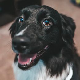 Sukki - Australian Shepherd