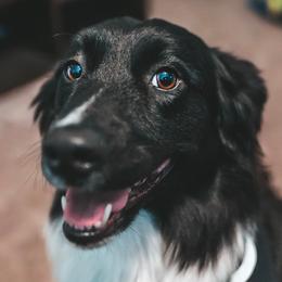 Sukki - Australian Shepherd