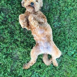 Ginger - Goldendoodle