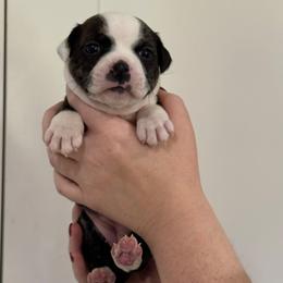 Yellow Collar Girl - Brindle and white female Staffordshire Bull Terrier puppy in Scappoose, Oregon from Stumptown Staffordshire Bull Terriers