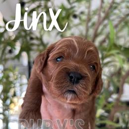 Jinx - Red female Cavapoo puppy in West Jordan, Utah from Ruby's Cavapoos