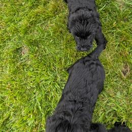 Girl 1 - Black female Giant Schnauzer puppy in Navarre, Ohio from Princess Vivi Giant Schnauzer